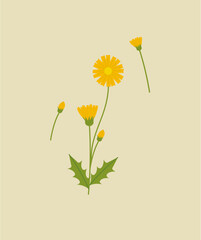dandelion yellow flowers background