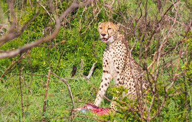 Cheetahs (Acinonyx jubatus) , one of the most favorite predators of African wildlife, are also the fastest land animals in the world.