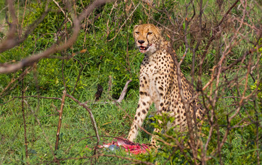 Cheetahs (Acinonyx jubatus),one of the most favorite predators of African wildlife, are also the fastest land animals in the world. This cheetah is seen eating the impala it hunted in Sungulwane park.