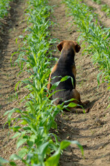 Cute farmers dog sitting in a field of corn at morning