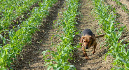 Cute farmers dog walking  in a field of corn. bright sun