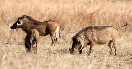 Fototapeta na wymiar A family of warthogs also known as Pumbaa, enjoying the vegetation of the Pilanesberg National Park in South Africa, an ideal place for a safari in the African savannah.