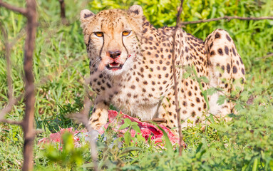Cheetahs (Acinonyx jubatus),one of the most favorite predators of African wildlife, are also the fastest land animals in the world. This cheetah is seen eating the impala it hunted in Sungulwane park.