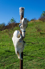 Due teschi di cavalli appesi a un palo di una recinzione per bestiame nelle campagne pugliesi - obrazy, fototapety, plakaty
