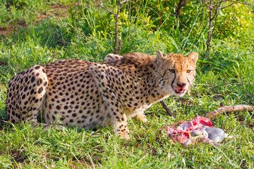 Cheetahs (Acinonyx jubatus) , one of the most favorite predators of African wildlife, are also the fastest land animals in the world. This cheetah is seen eating the impala it hunted in Sungulwane par