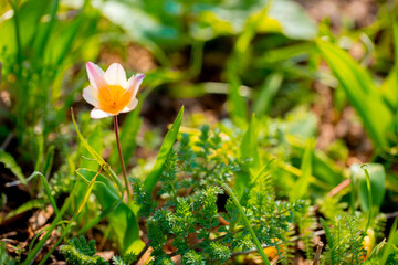 Spring flowers under the rays of sunlight. Snowdrops close-up. Beautiful landscape of nature. Hi spring. Beautiful flowers on a green meadow.