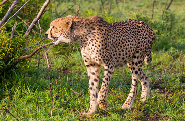 Cheetahs (Acinonyx jubatus),one of the most favorite predators of African wildlife, are also the fastest land animals in the world. 