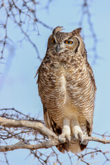 Spotted Eagle Owl, Kgalagadi, South Africa