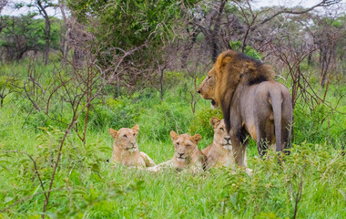 Lions (Panthera leo) often hunt in groups at National Parks in South Africa.