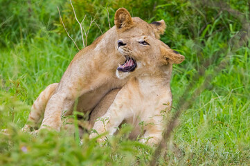 Lions (Panthera leo) often hunt in groups at National Parks in South Africa.