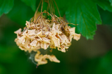 Beautiful flower close-up