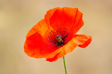 Beautiful flower close-up