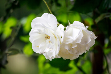 Obraz premium Beautiful flower close-up