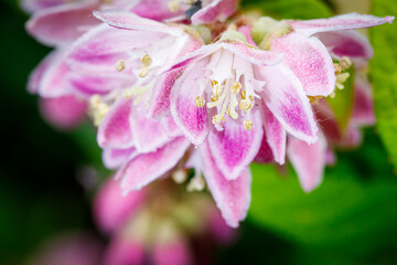 Beautiful flower close-up