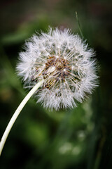 Beautiful flower close-up