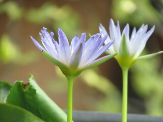Fototapeta premium Tropical blue water lily close up images