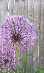 Allium