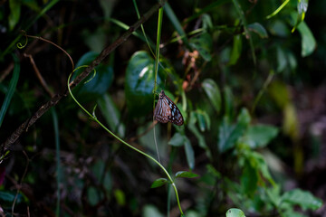 a blue butterfly on the leaf 