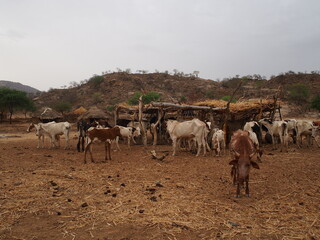 Fototapeta na wymiar village traditionnel avec du bétail au Sahel, Afrique, Tchad