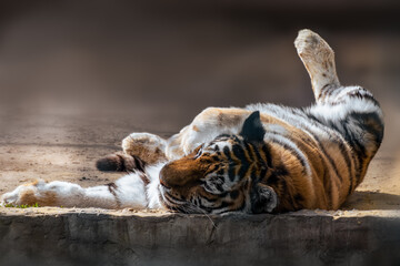 Tiger (Panthera tigris) with dark stripes on orange fur with a white underside peacefully laying on back on stone. Close view with blurred background. Wild animal, largest living cat species