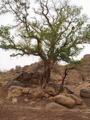 Fototapeta na wymiar Un arbre au Sahel en Afrique