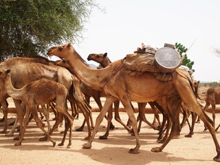 Un troupeau de chameau au Sahel