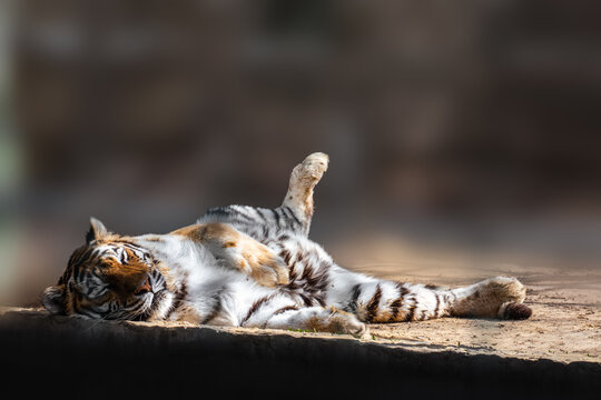 Tiger (Panthera tigris) with dark stripes on orange fur with a white underside laying on back on stone. View with blurred background. Wild animal, largest living cat species