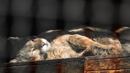 Obraz premium Cougar (Puma concolor) big strong wild cat animal peacefully sleeping in aviary, sunny close-up with black background and cage pattern