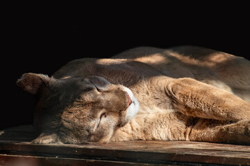 Cougar (Puma concolor) big strong wild cat animal peacefully sleeping, sunny close-up with black background