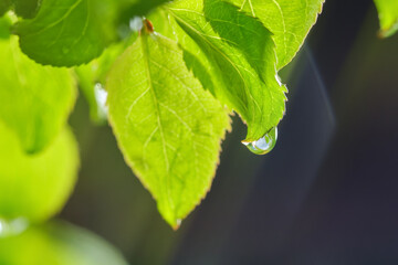 Water drop on green leaf against blurred background.  Natural background. Shallow depth of field