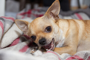 Tan Chihuahua Dog Chewing on Rawhide laying on a blanket