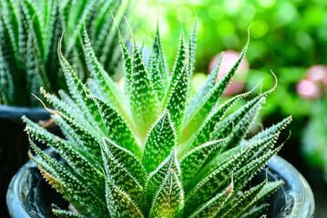 close up of a plant