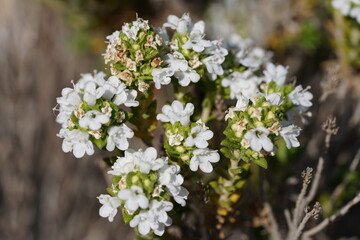Portuguese Thyme (Thymus carnosus)
