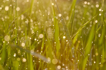 Blur background of green grass with dew drops on meadow. Shallow depth of field