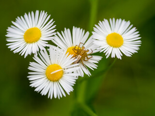 白い花の上の花蜘蛛