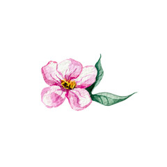 Rosehip flower and leaves. Watercolor illustration isolated on white.