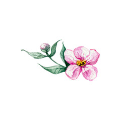 Rosehip flower, bud and leaves. Watercolor illustration isolated on white.