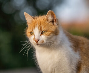 Some of the best cat photos taken over a couple of years ranging from different cat breeds.