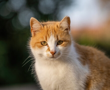 Some of the best cat photos taken over a couple of years ranging from different cat breeds.