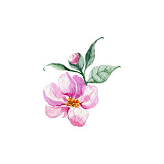 Rosehip flower, bud and leaves. Watercolor illustration isolated on white.
