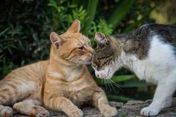 Some of the best cat photos taken over a couple of years ranging from different cat breeds.