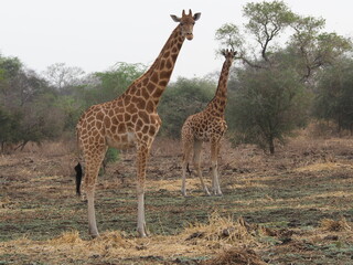 Naklejka na ściany i meble Girafes dans la savane en Afrique
