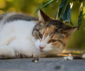 Some of the best cat photos taken over a couple of years ranging from different cat breeds.