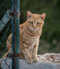 Some of the best cat photos taken over a couple of years ranging from different cat breeds.