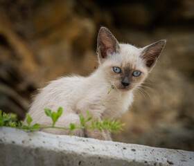 Here are my best cat photos taken over the last couple of years with different lenses such as the...