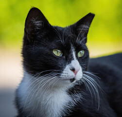 Here are my best cat photos taken over the last couple of years with different lenses such as the...