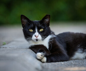 Here are my best cat photos taken over the last couple of years with different lenses such as the Sony 135mm F/1.8 and the Sony 70-200mm F/2.8