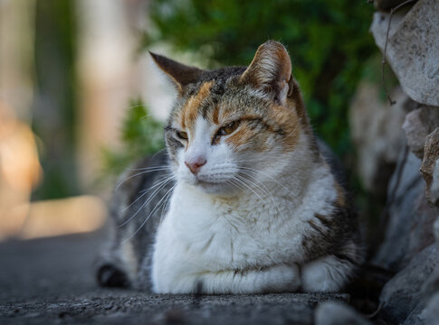 Here are my best cat photos taken over the last couple of years with different lenses such as the Sony 135mm F/1.8 and the Sony 70-200mm F/2.8