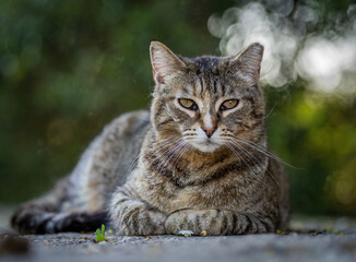 Here are my best cat photos taken over the last couple of years with different lenses such as the...