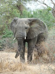 éléphant  sauvage en Afrique